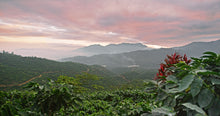 Lade das Bild in den Galerie-Viewer, Mexico | Finca El Flamingo
